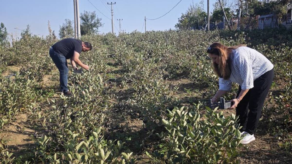 Fındık ve tütünün alternatifi oldu: Samsun’da yetişiyor, kilosu 400 TL’ye satılıyor!