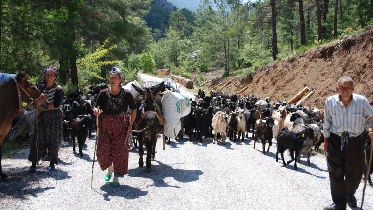 Asırlık göçün sonuna gelindi: Toroslar’dan sahile dönüş başladı!