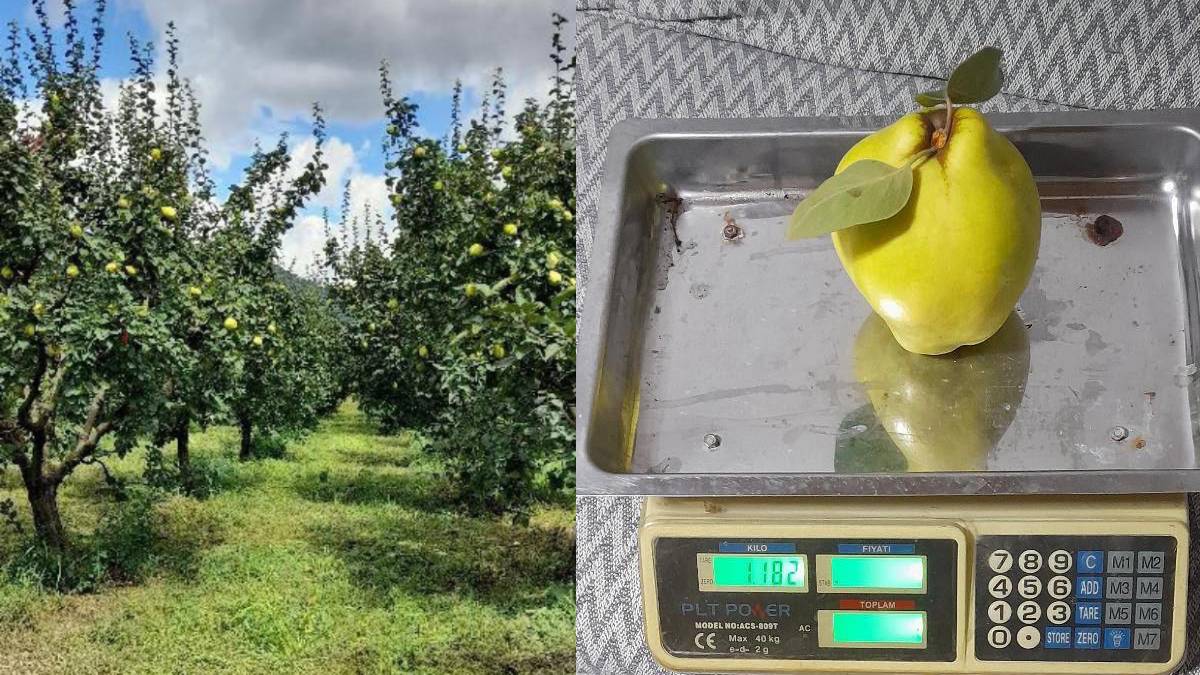 Geyve ayvası dev boyutuyla şaşırttı: Tanesi 962 gram geldi!