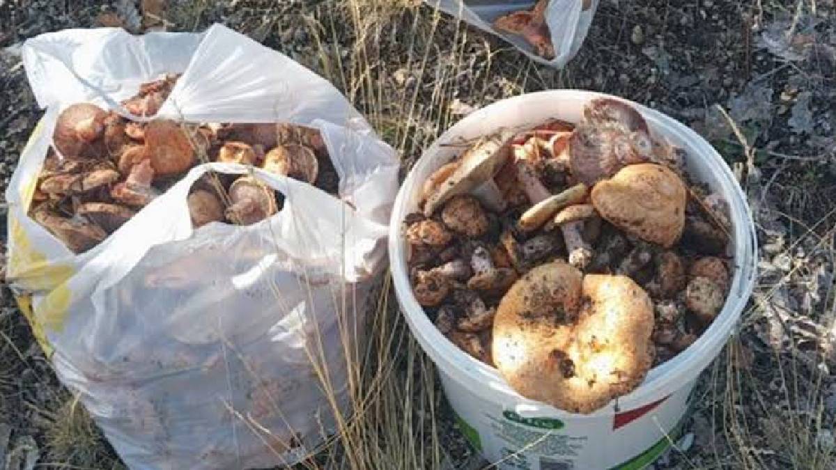 Bolluğu duyan Beypazarı’na koştu: Ankara’da kanlıca mantarı mesaisi!