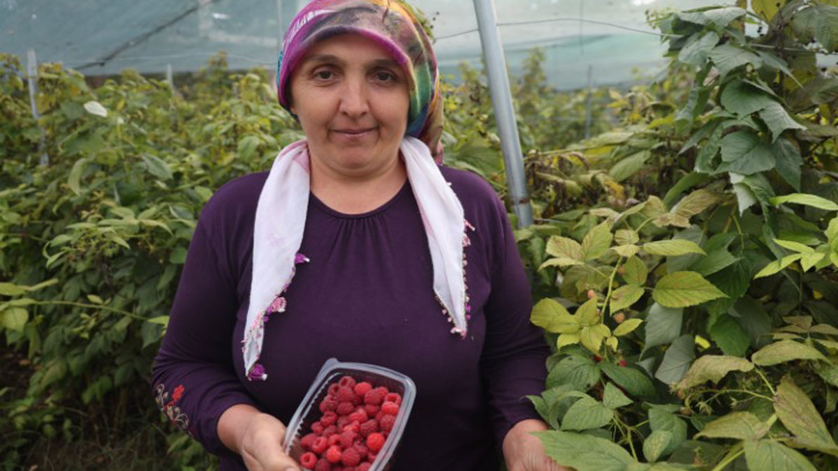 "Yapamazsın" diyenlere inat başardı! Kilosu 500 liradan satılıyor: Yarım dönümde ahududu mucizesi