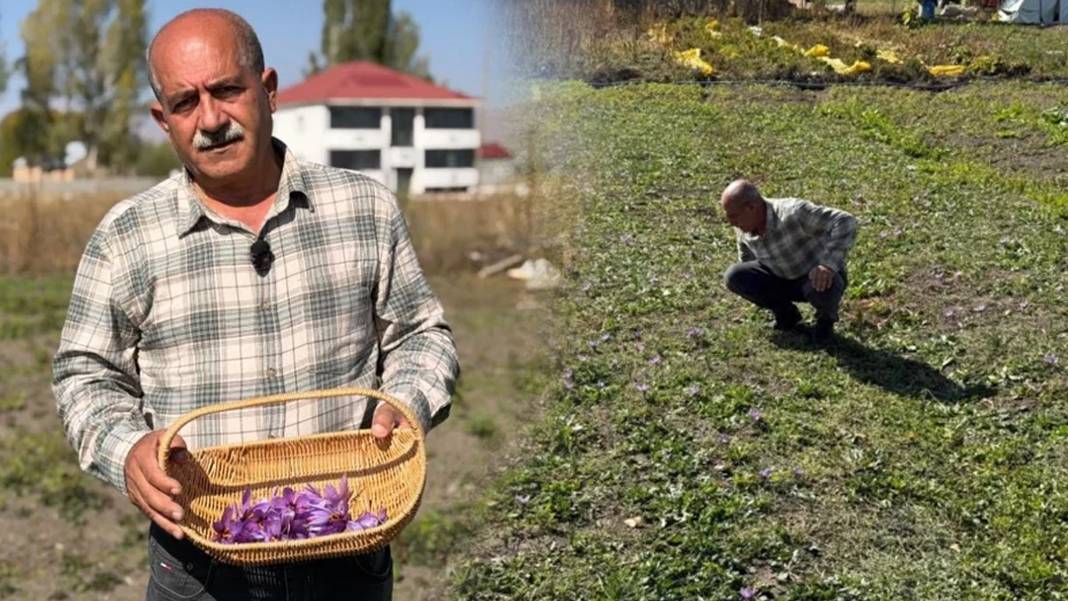 Esnaflığı bıraktı, kilosu 1 milyon liralık "kırmızı altın" yetiştirdi: Dünyanın en pahalı baharatını üretmeyi başardı