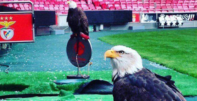 Benfica'dan Beşiktaş'a büyük jest