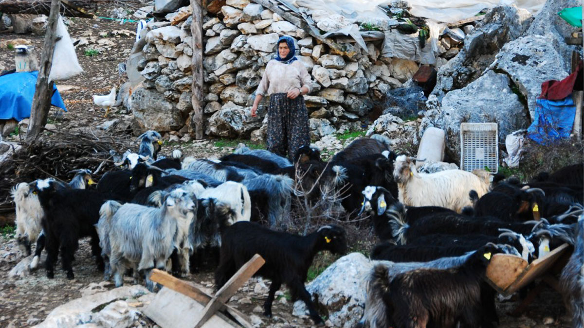 Toroslar'da asırlık göç başladı! Yörüklerin sahile 10 günlük zorlu dönüş yolculuğu