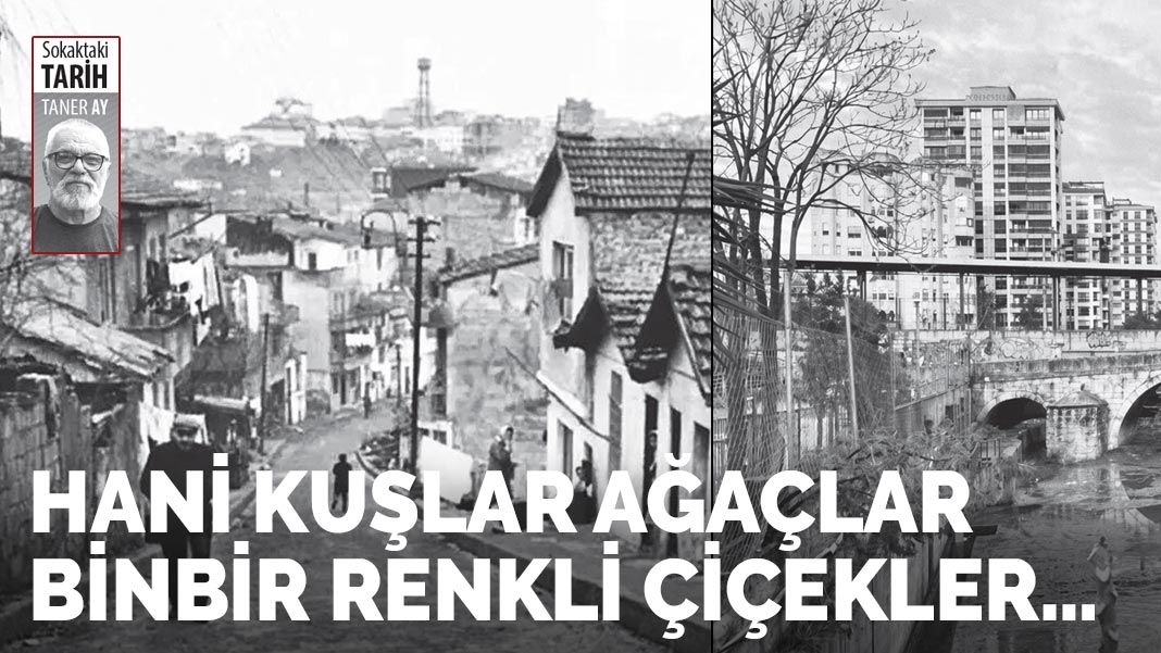 Hani kuşlar ağaçlar, binbir renkli çiçekler…