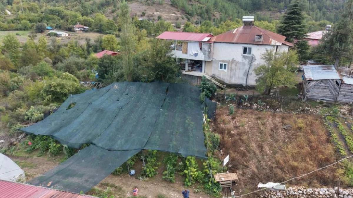 Gün aşırı hasat ediyor, 40 kg ürün alıyor! Adana’da rekor verim sağlıyor
