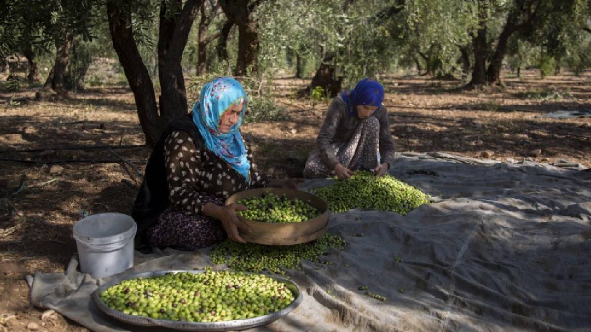 Londra ve Japonya’dan ödülle döndü: Mardin’de üretiliyor, kilosu 400 TL’den yok satıyor!