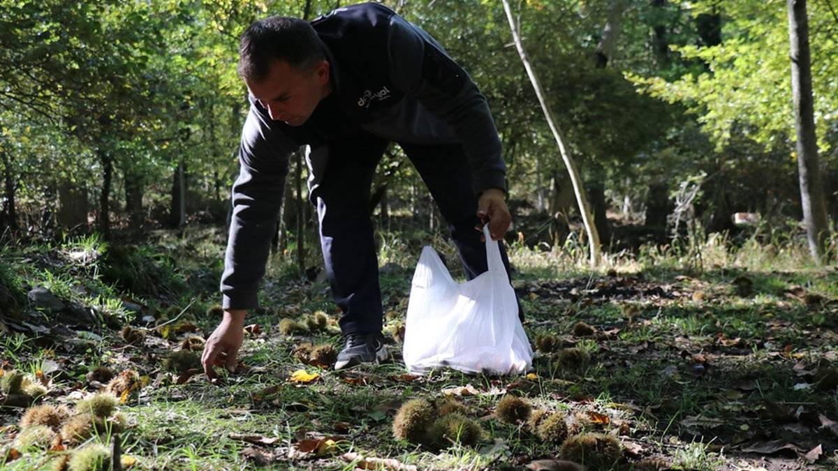 800 yıllık ağaçlardan 30 ton rekolte bekleniyor: Isparta’da hasat maratonu başladı!