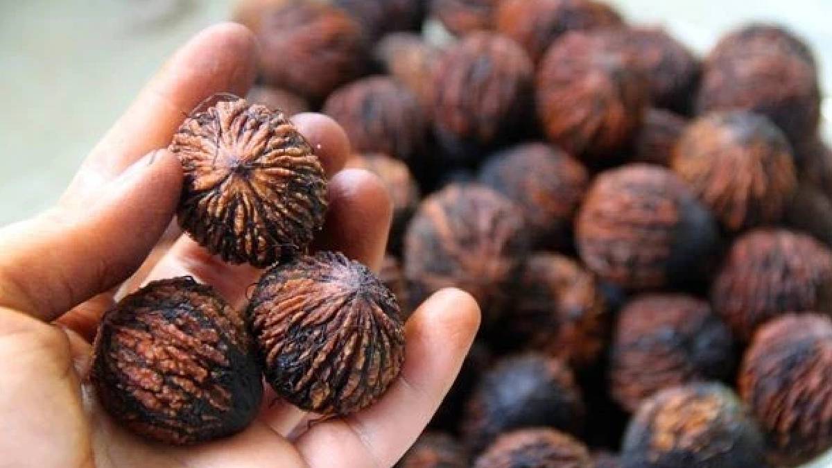 Tek bir ağaçtan 50 kg ürün alınıyor: Trakyalı çiftçi sıfır maliyetle rekor kırdı!