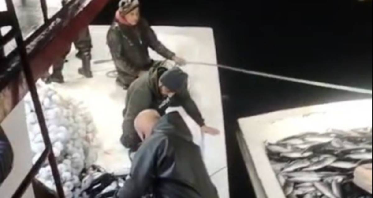 Karadeniz coştu, ağlar taştı! Sinop'ta tekneye sığmayan 5 bin palamut için ikinci tekne devreye girdi
