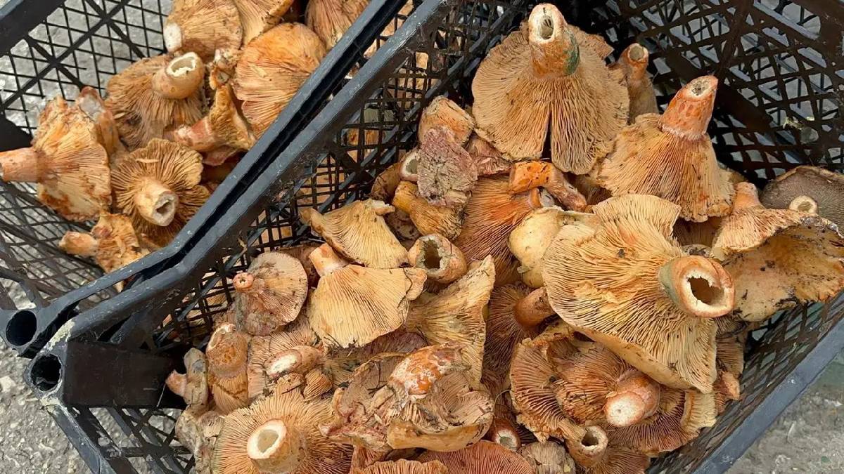 Yağmur etkisini artırdı sezon başladı: Bursa’da meşhur ‘Melki’ toplanıyor!