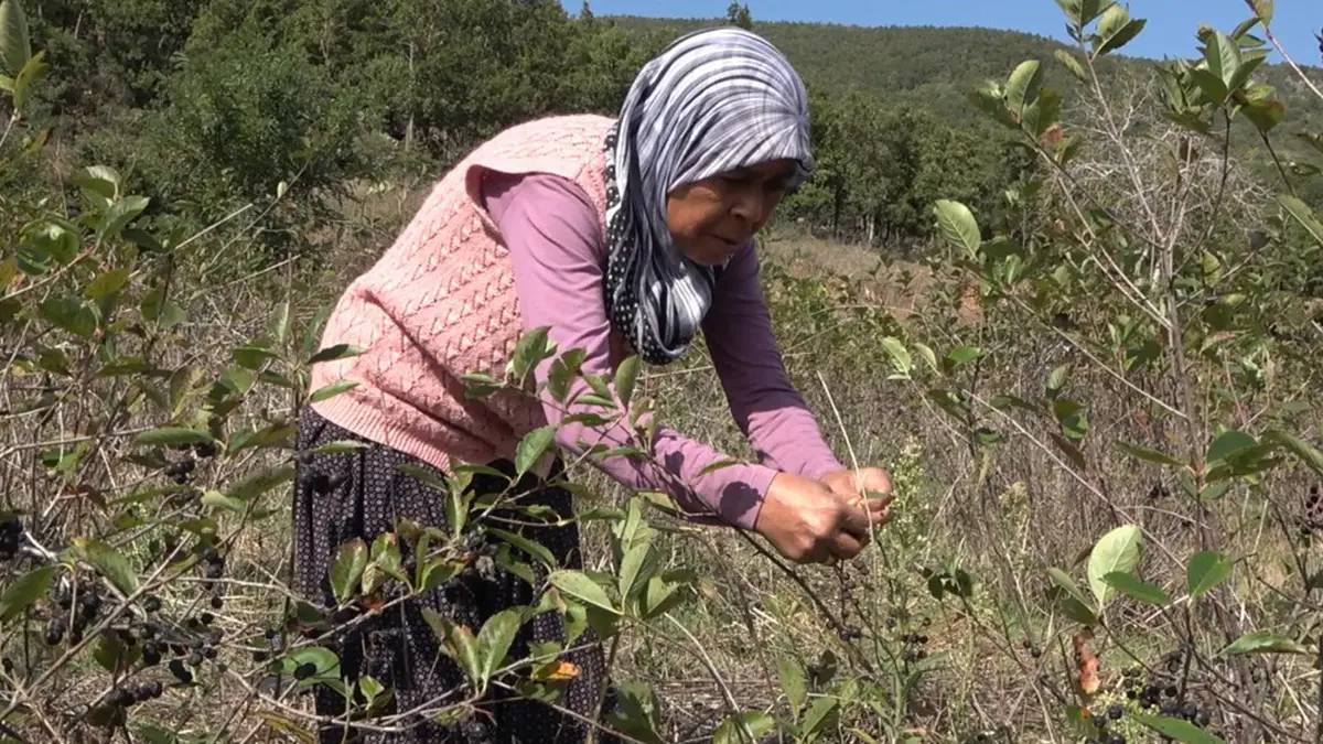 400 kökle bahçesinde üretime başladı: Yarım kilosunu 400 TL’den kilolarca satıyor!