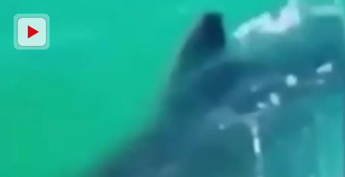 İstanbul Boğazı'nda köpek balığı sürprizi