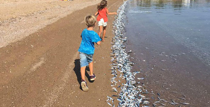 Bozcaada sahiline yüzlerce ölü balık vurdu