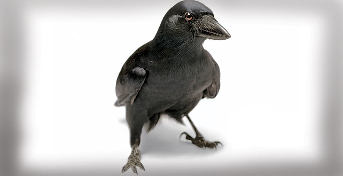 Dr. Rutz: Kargalar düşündüğünüzden çok daha zeki