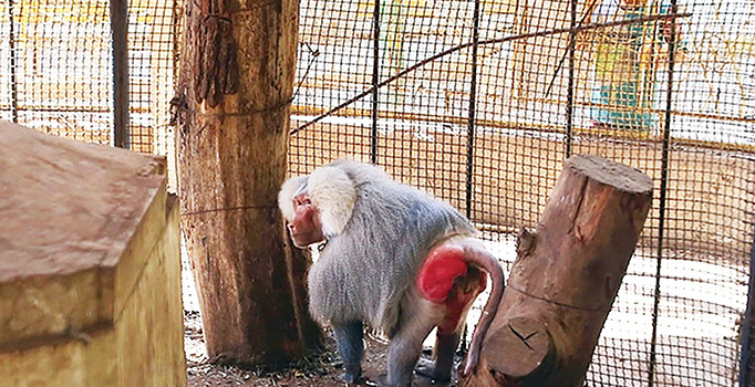 Halep’teki son maymun ‘mutsuz’