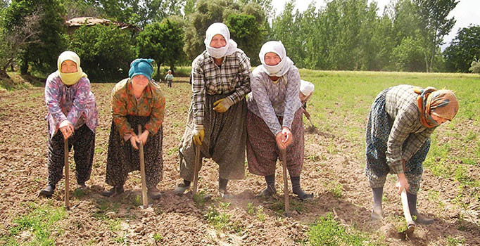 Tarladan kaçtılar fabrikaya koştular