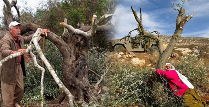 Yahudiler Filistinlilere ait zeytin ağaçlarını ateşe verdi