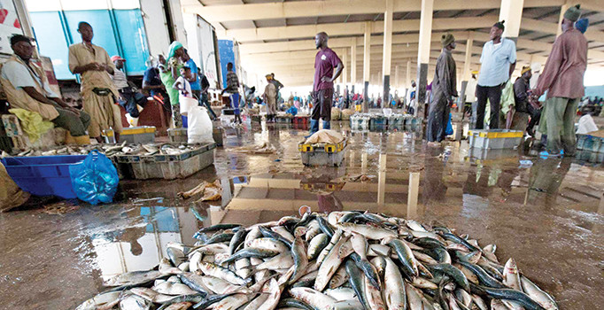 Afrikalı’nın rızkı Batı’da tavuk yemi