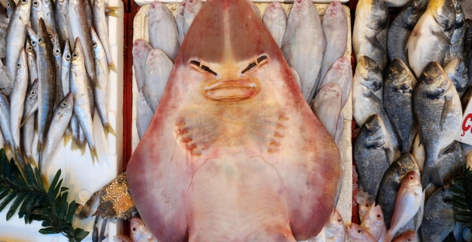 Mersin'de balıkçıların ağına takılan insan yüzlü balık büyük ilgi çekiyor