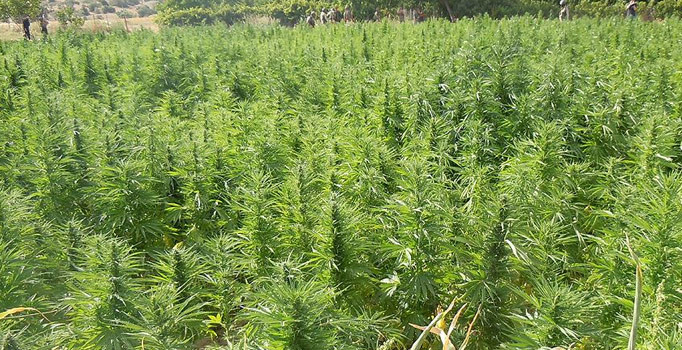 Lice'de 461 bin kök hint keneviri bulunan 8 tarla tespit edildi