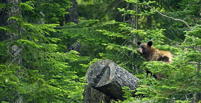 Artvin'in Şavşat ilçesinde 68 yaşında adam ayıyla boğuştu sağ çıktı