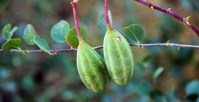 Doğadaki sağlık deposu bitki ‘Kapari’