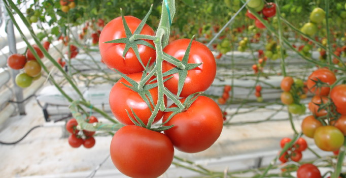 Soğuk hava domates fiyatını yüzde 300 arttırdı