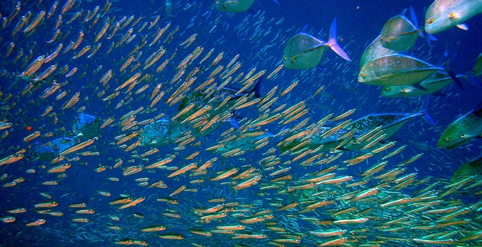 "Su ürünlerinin 
geleceği yetiştiricilikte"