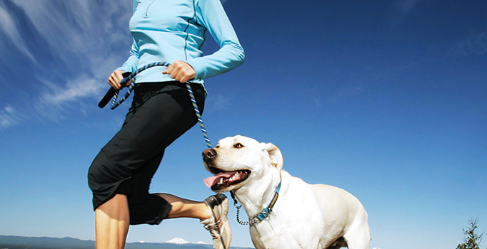 Kilo vermenin bir yolu da büyük köpek