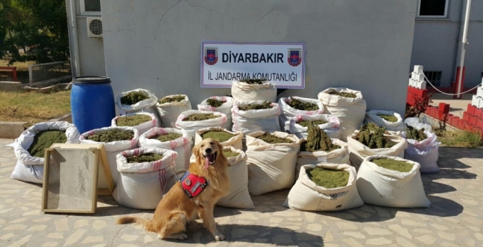 Diyarbakır'da 466 kilo esrar ele geçirildi