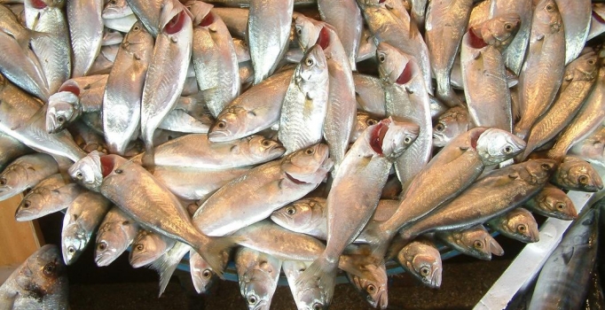 Avrupalılar "Türk 
balığı"nı sevdi