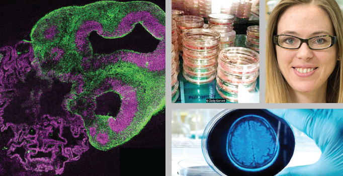 Laboratuvarda 300 insan beyni yetiştiriyor