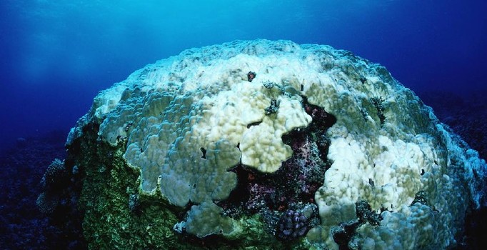 Dünyanın karşı karşıya kaldığı en büyük beş sorun