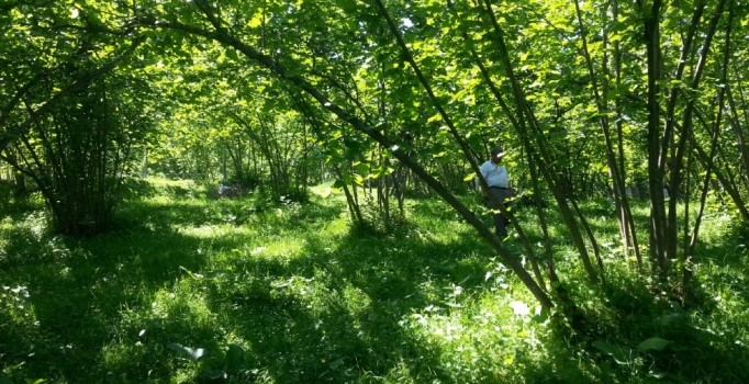 Fındıkta rekolte yüksek 
fiyat düşecek mi?