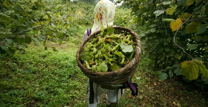 Fındıkta fiyat ne olacak?