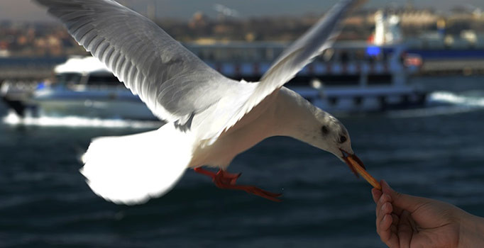 İstanbul'da martıya simit atmak isteyen kişi ölümden döndü