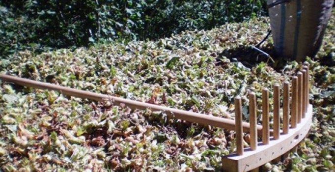 Fındık üreticisine 
emanetçi uyarısı