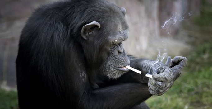 Şempanzeyi zorla sigaraya alıştırdılar