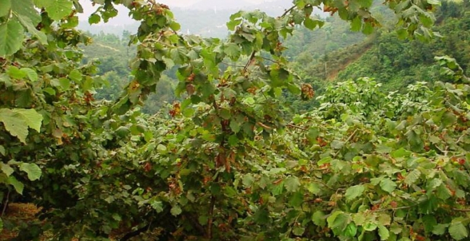 Fındık üreticisi gübre parasını hasattan sonra ödeyecek