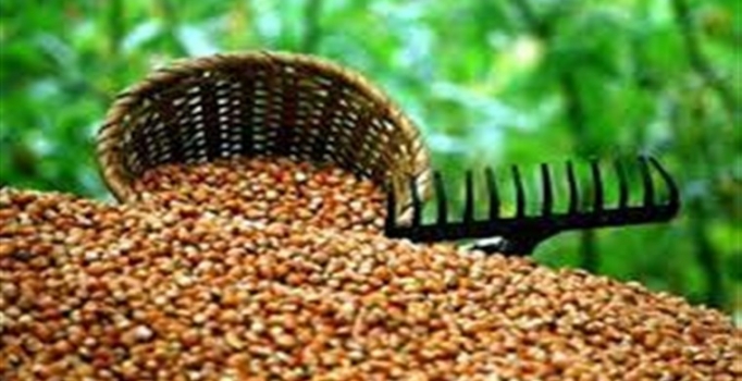 Giresun'da fındık fiyatı 13,50 liraya yükseldi - Fındık fiyatı ne kadar?