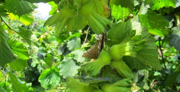 Fındık fiyatının 11 Lira 
olması bekleniyor