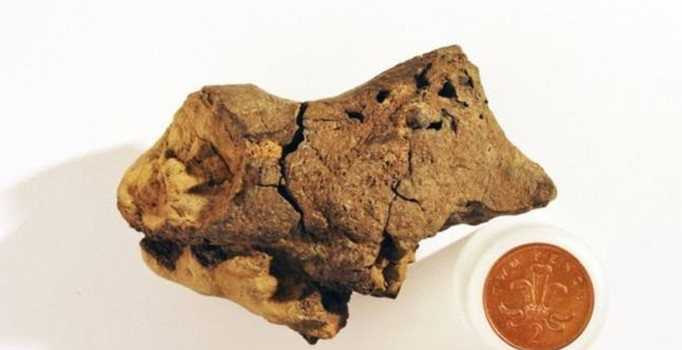 130 milyon yıllık dinozor beyni fosili bulundu