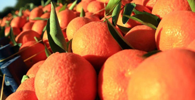 Rusya'nın Türk sebzelerine yönelik ithalat yasağı