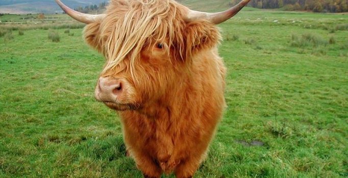 Kurban Bayramı'nda et fiyatları tırmanacak!