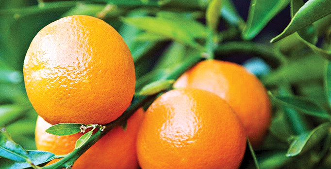 29 ton mandalinanın akıbeti merak konusu