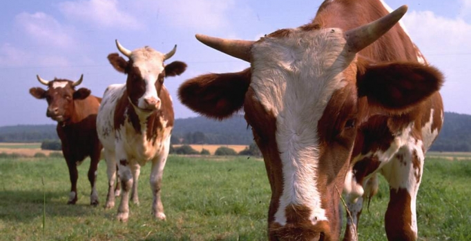 Bayram geliyor, 
et fiyatları uçuyor