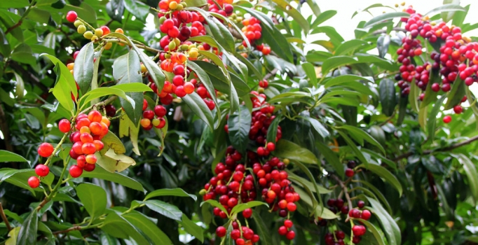 Köylü kadınların geçim kaynağı, Endirek Meyvesi