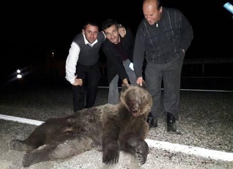 Karabük'te otomobilin çarptığı ayı telef oldu