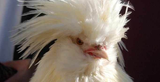 Sultan tavuğu fiyatı ve görüntüsü ile dikkat çekiyor